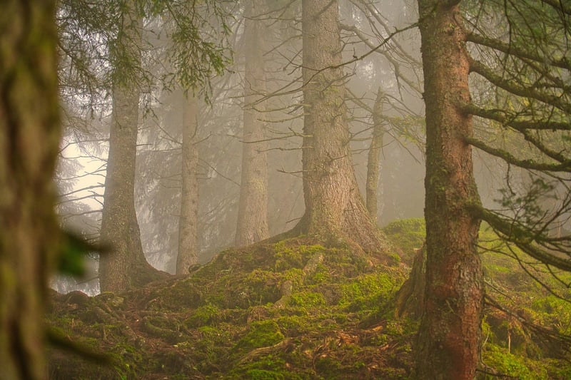 Forest Productivity App